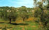 panoramica paese.jpg (63085 byte)